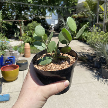 GREEN Silver Dollar Vine