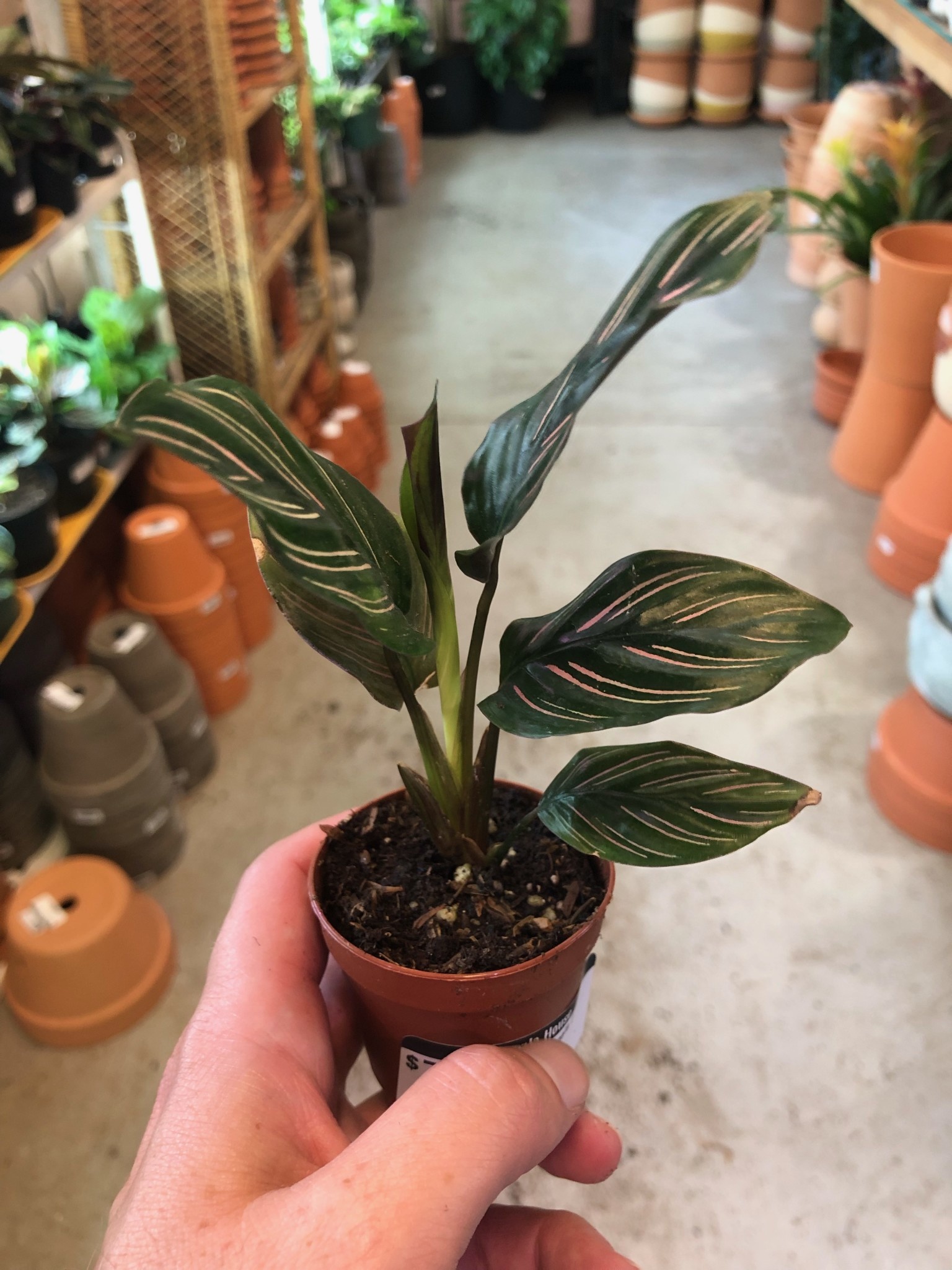 Calathea-Ornata - Jungle House