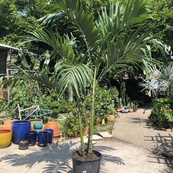 Floor F Palm-Veitchia Adonidia, 17"