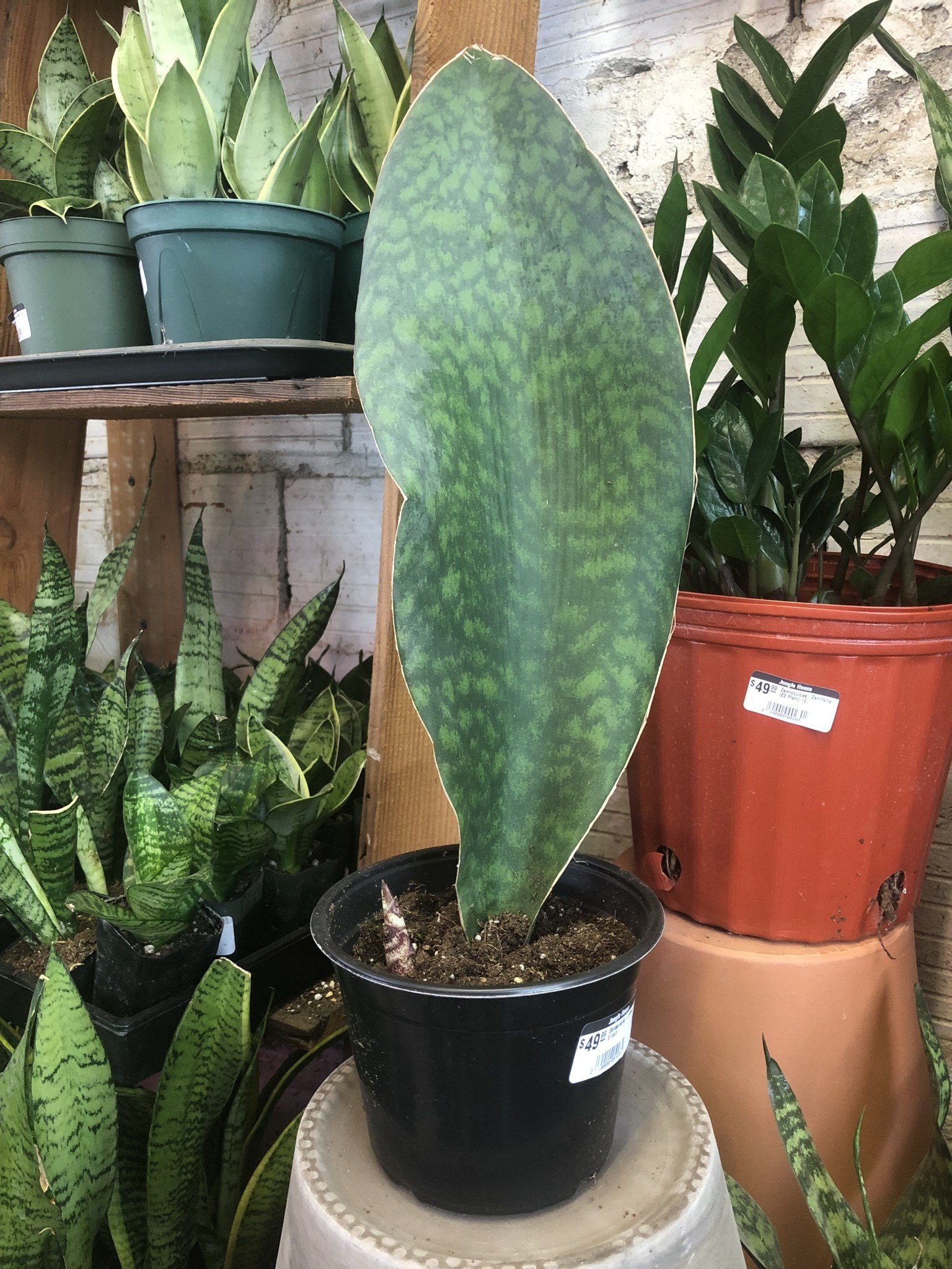 Sansevieria - Whale fin - Jungle House