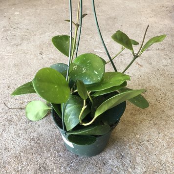 GREEN Hoya-Obovata, 6"HB
