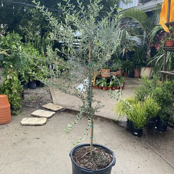 Floor B Fruit - Olive Tree, 17"