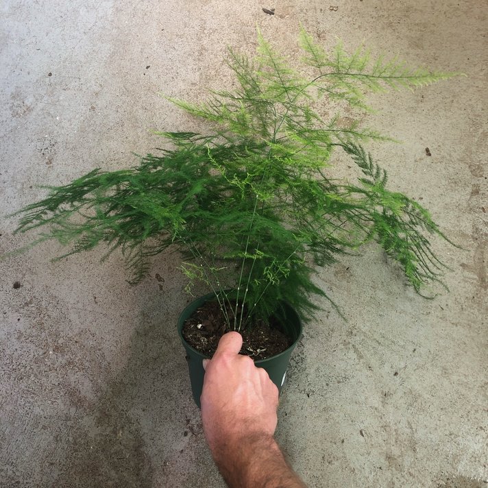 Asparagus plumosa (Asparagus Fern) 4 inch - Jungle House