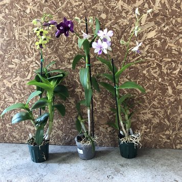 GREEN Orchid-Dendrobium, 4"