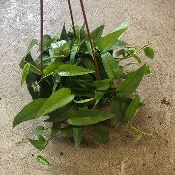 GREEN Pothos-Cebu Blue, 8" HB