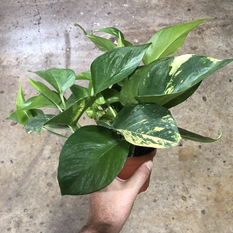 GREEN Pothos-Golden, 4"