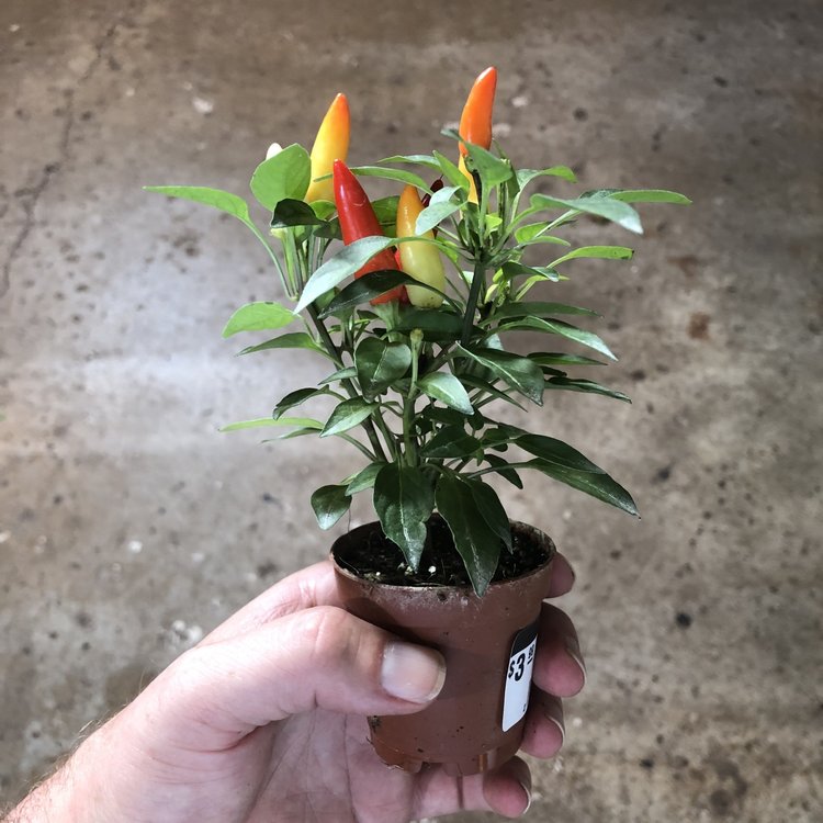 GREEN Ornamental Pepper, 2"