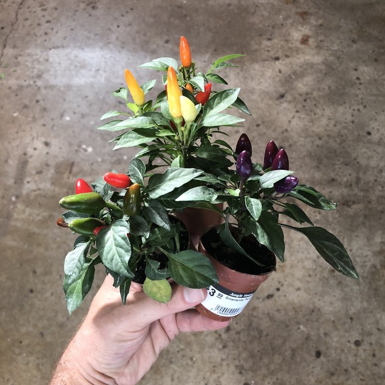 GREEN Ornamental Pepper, 2"