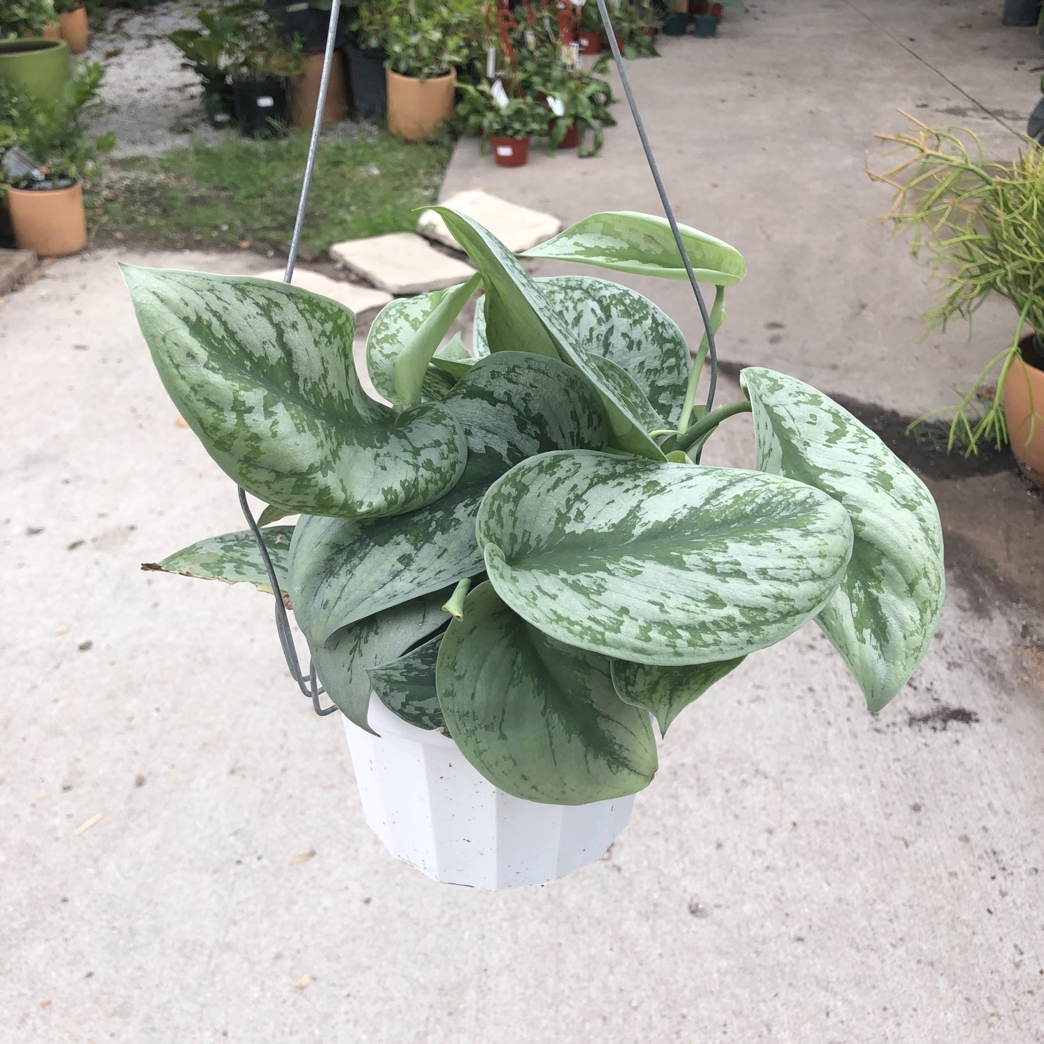 Scindapsus Pictus Exotica (Silver Splash Pothos) Jungle House