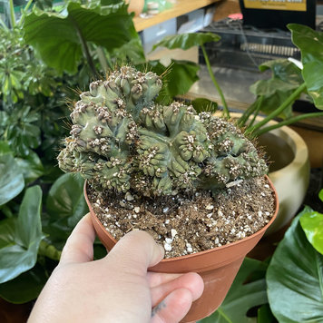 GREEN Cereus-Forbesii Monstrose, 6"