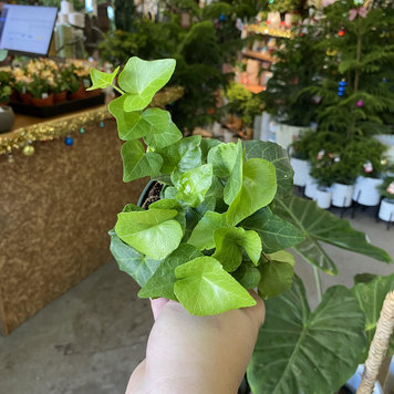 GREEN Ivy-Assorted, 4"