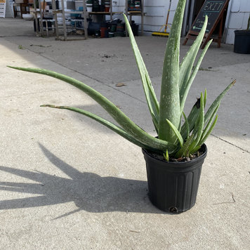 B Aloe-Vera, 6"