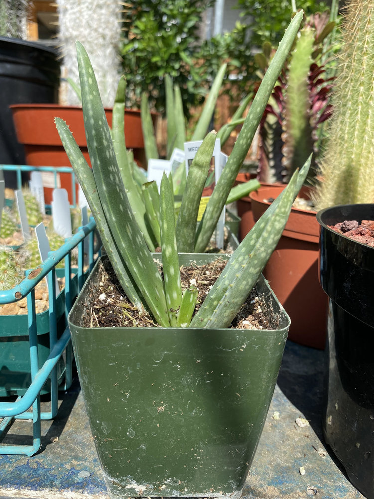 GREEN Aloe-Vera, 4"