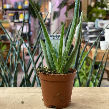 B Aloe-Vera, 2"