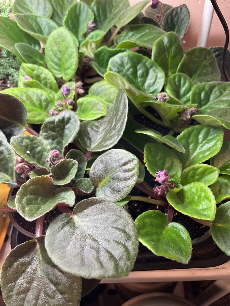 GREEN African Violet-Assorted, 4"
