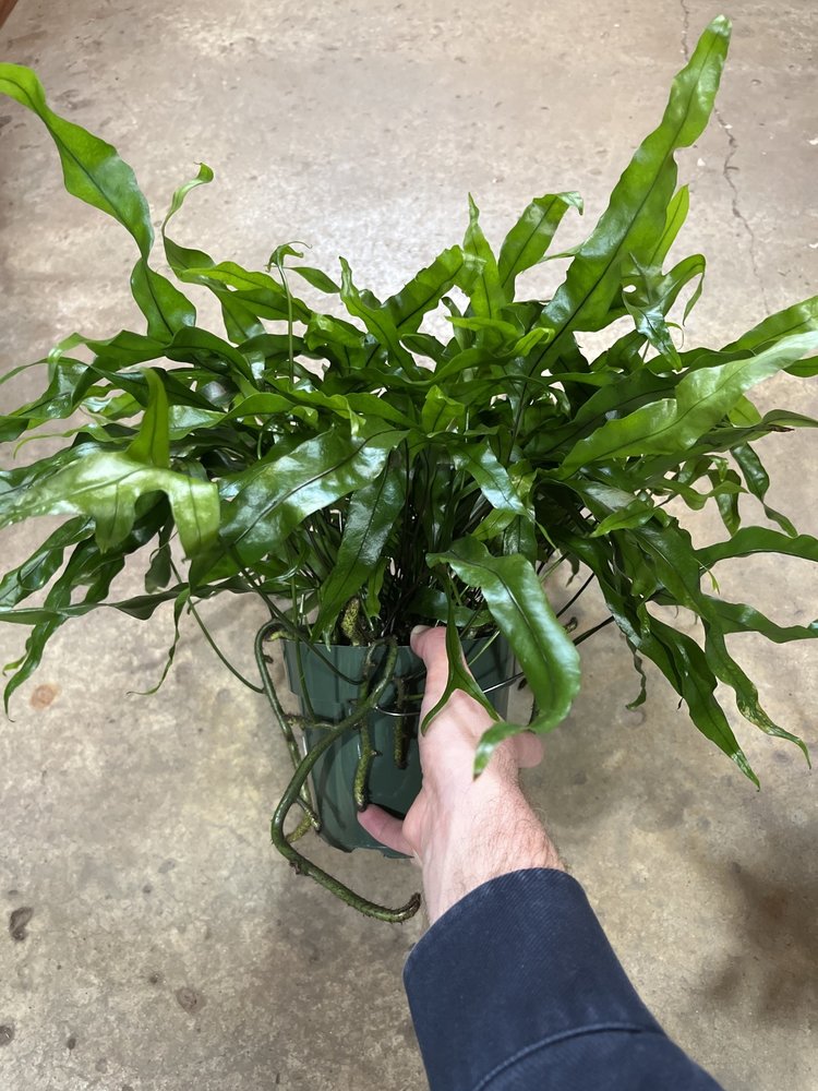 GREEN Fern-Kangaroo Paw, 6"