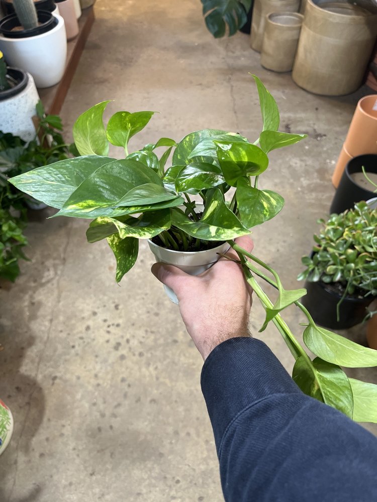 GREEN Pothos-Golden, 4"