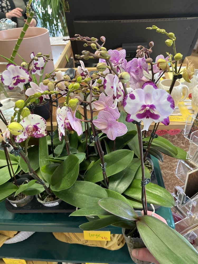 GREEN Orchid-Phalaenopsis Single Spike, 3"