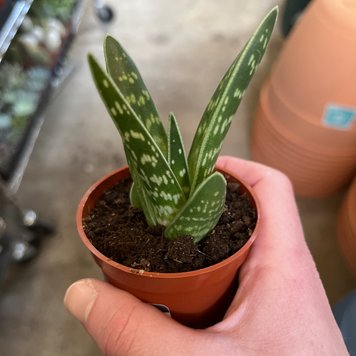 B Aloe - Pheasant Breast, 2.5"