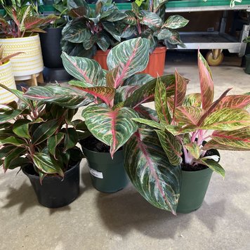 A Aglaonema-Assorted 6 inch