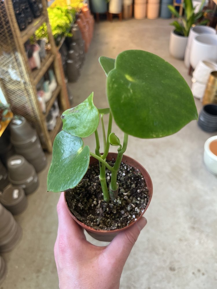 GREEN Peperomia-Raindrop Owl's Eye, 4"