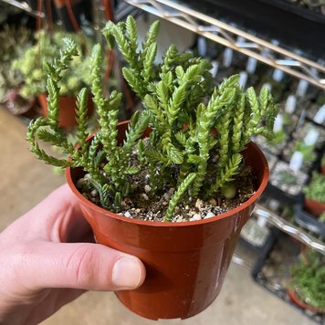 B Crassula-Muscosa (Watch Chain), 4"