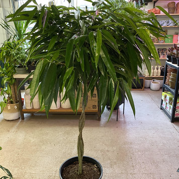 Floor E Ficus-Alii, 14"