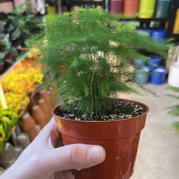 GREEN Asparagus plumosa (Asparagus Fern), 4"