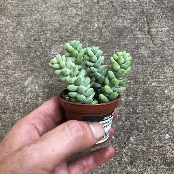 B Burros Tail (Sedum Morganianum), 2"