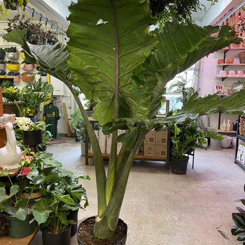Floor B Alocasia - Portora, 14"
