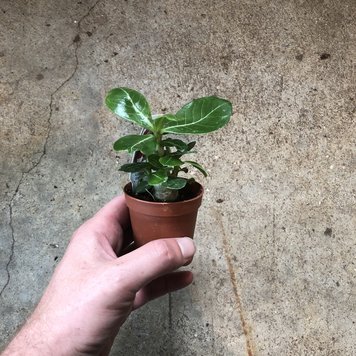B Adenium Obessum-Desert Rose, 2"