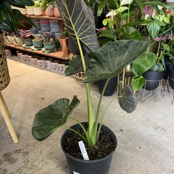 GREEN Alocasia - Regal Shields, 10"
