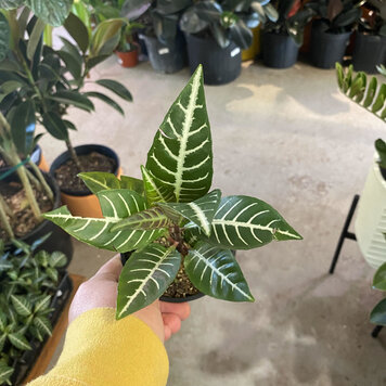 GREEN Aphelandra-Snow White (Zebra Plant), 4"