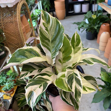 A Calathea White Fusion 6"