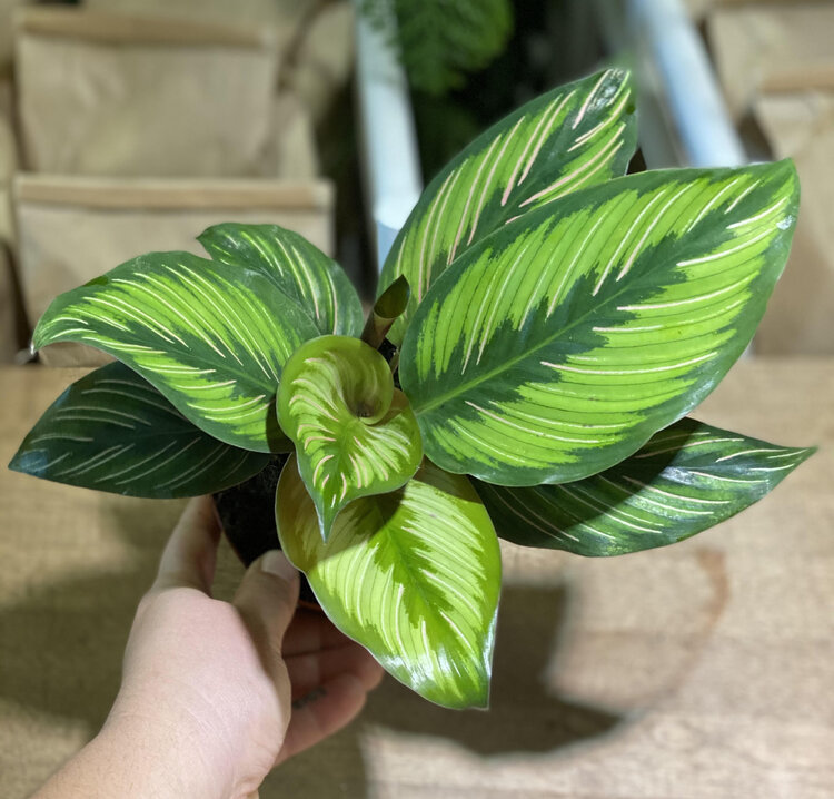 GREEN Calathea-Beauty Star 4"