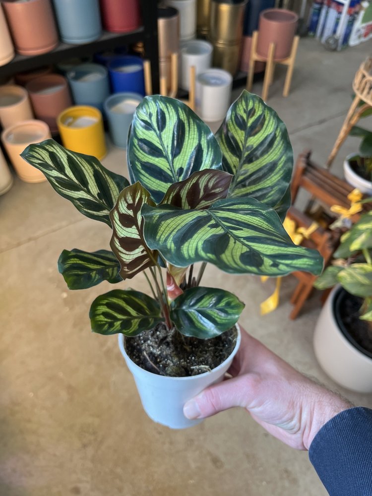 GREEN Calathea-Makoyana, 4"