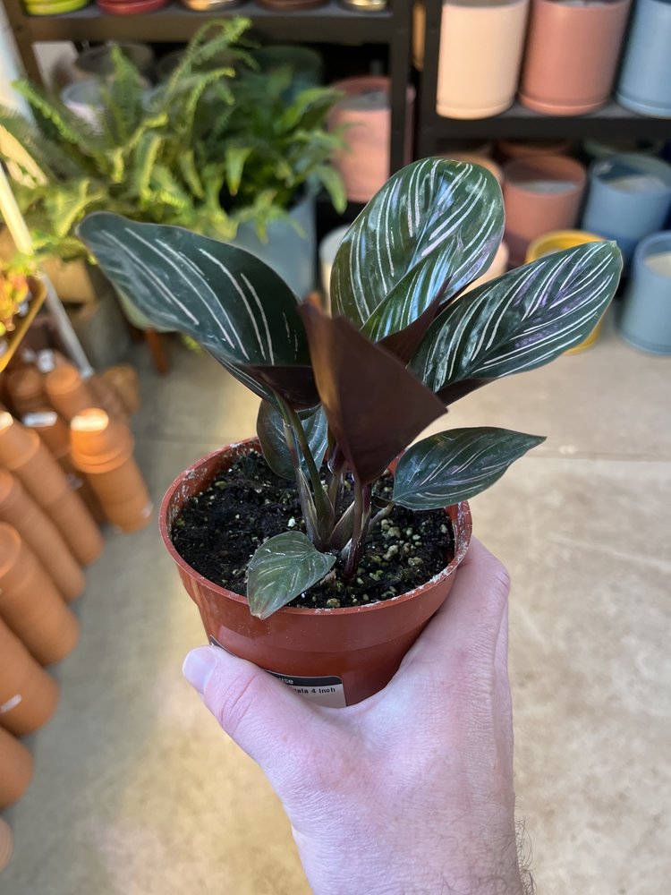 GREEN Calathea-Ornata, 4"