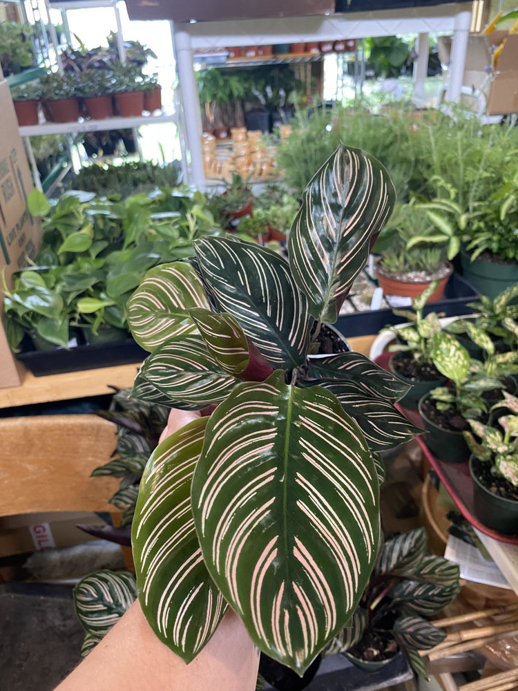 GREEN Calathea-Ornata, 4"