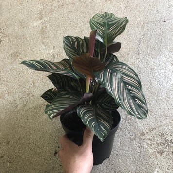 GREEN Calathea - Ornata, 6"