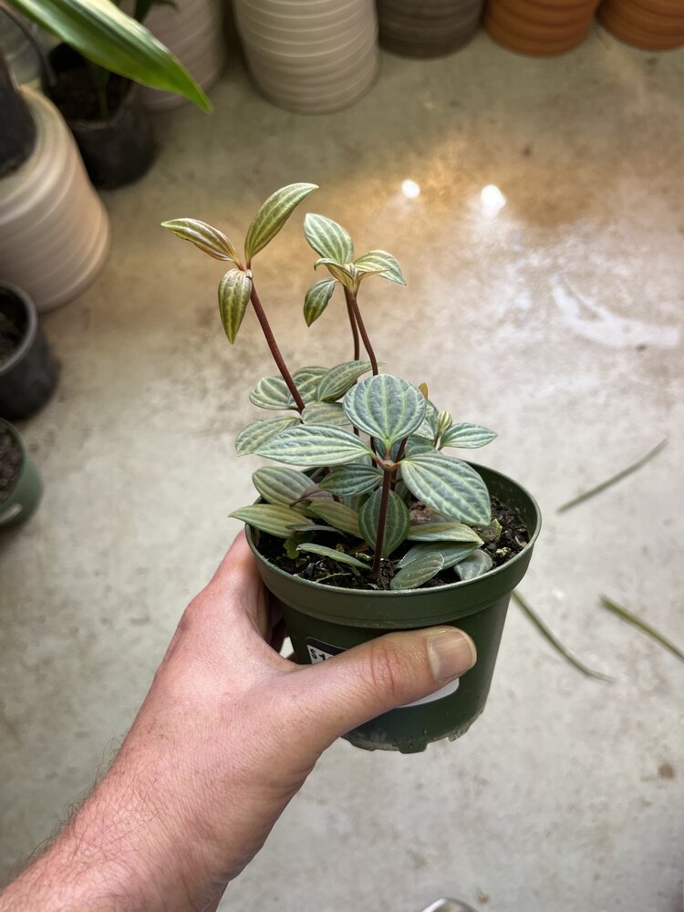 GREEN Peperomia Puteolata, 4"