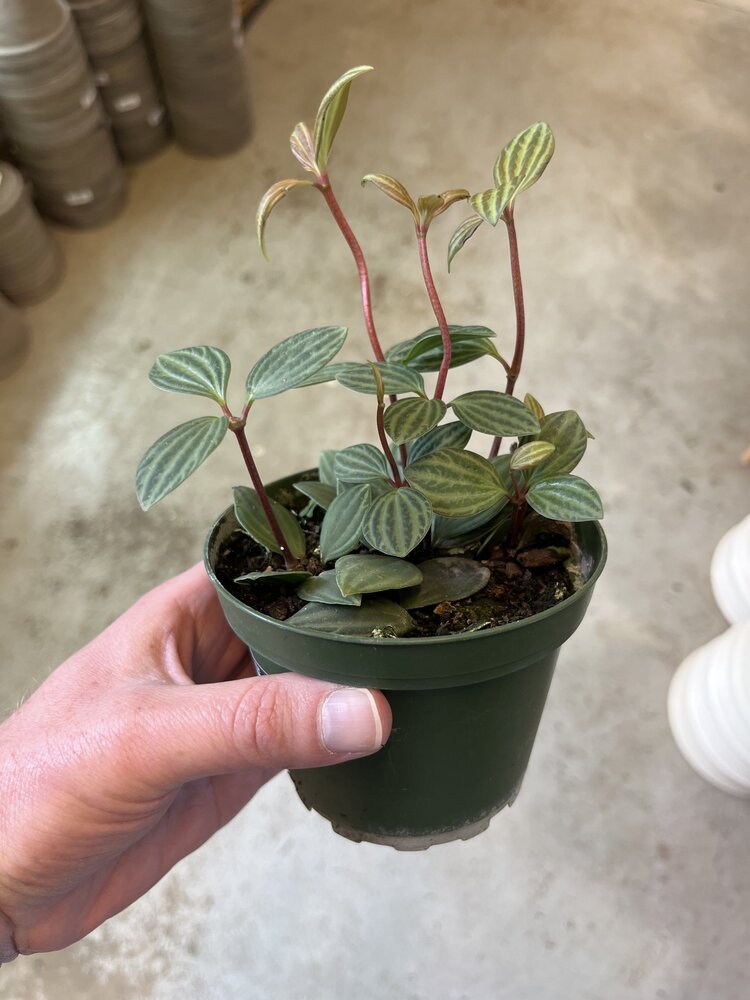 GREEN Peperomia Puteolata, 4"