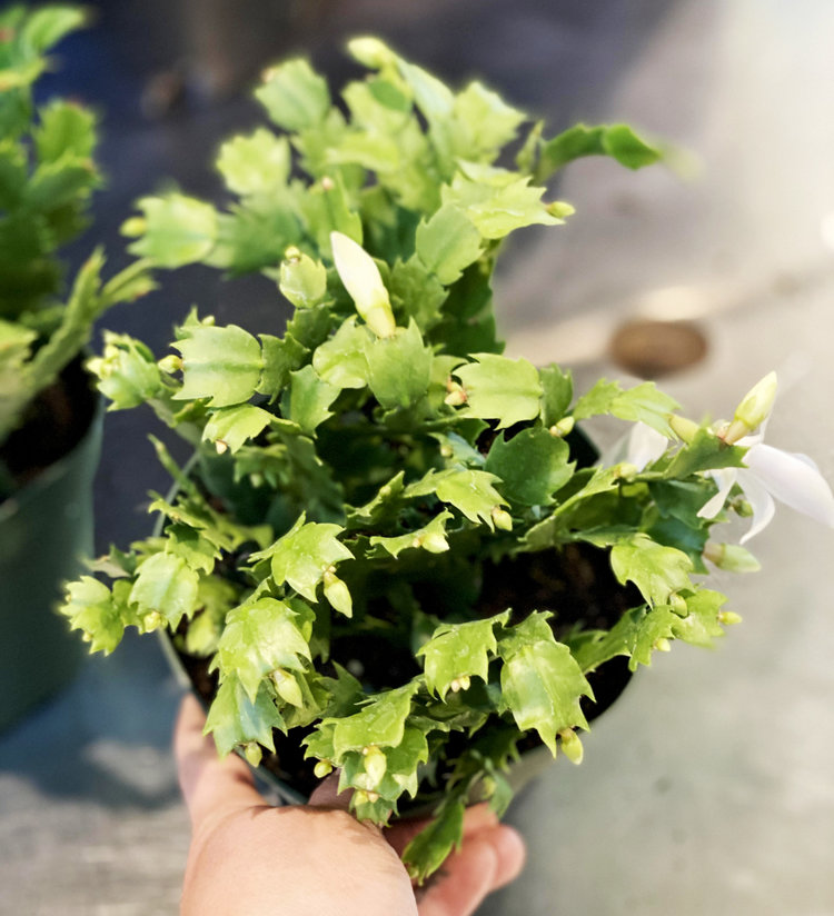 GREEN Christmas Cactus, 6"