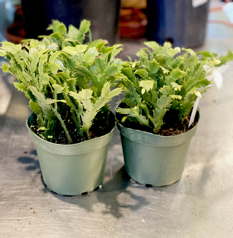 GREEN Christmas Cactus, 6"