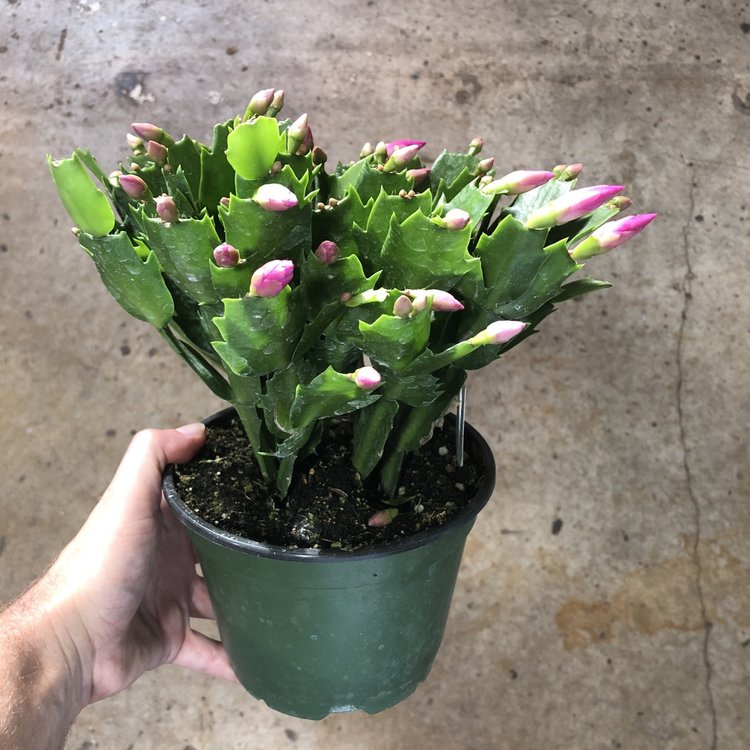 GREEN Christmas Cactus, 6"