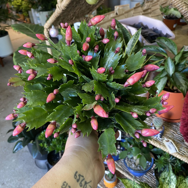 GREEN Christmas Cactus, 6"