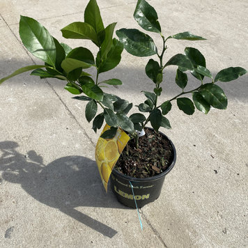 Floor B Citrus-Lemon Meyer, 8"