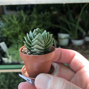 GREEN Crassula-Buddha's Temple, 1"