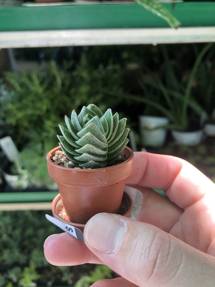 GREEN Crassula-Buddha's Temple, 1"