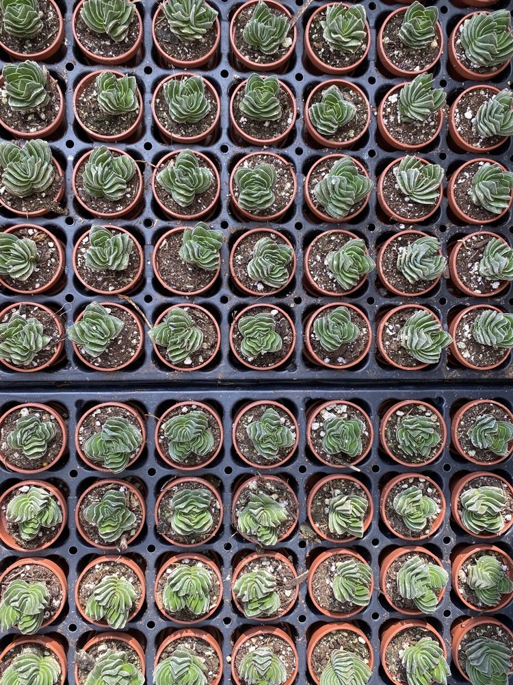 GREEN Crassula-Buddha's Temple, 1"