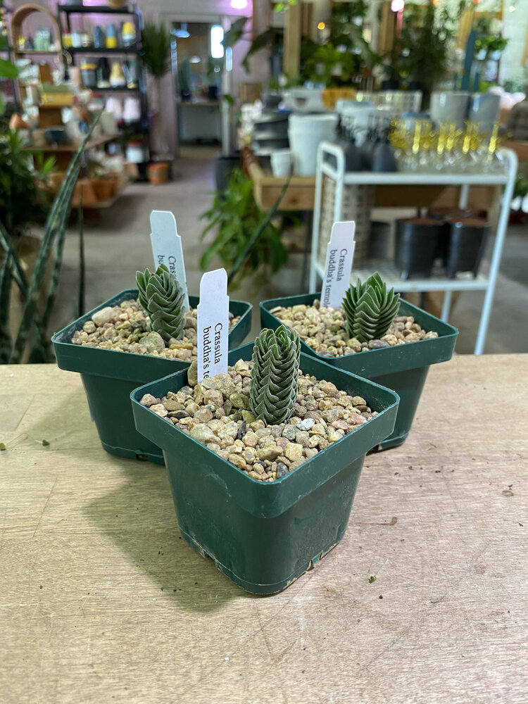 GREEN Crassula-Buddha's Temple 3"